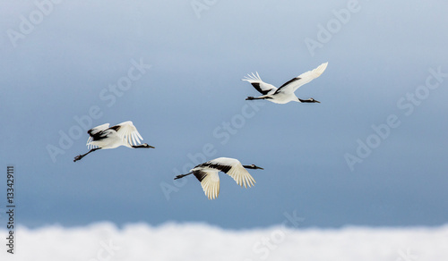 Group of Japanese cranes in flight. Japan. Hokkaido. Tsurui.  An excellent illustration.