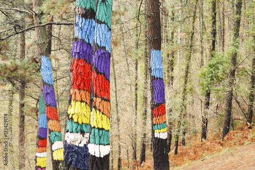 Fotografie Painted trees on the forest of Oma, Urdaibai Biosphere Reserve, Biscay, Spain