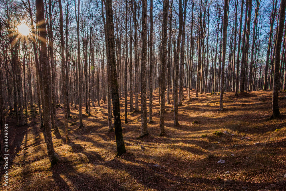 Obraz premium Cansiglio, Veneto, Italy; 2016 - 12 30: sunset and shadows in the beeches wood