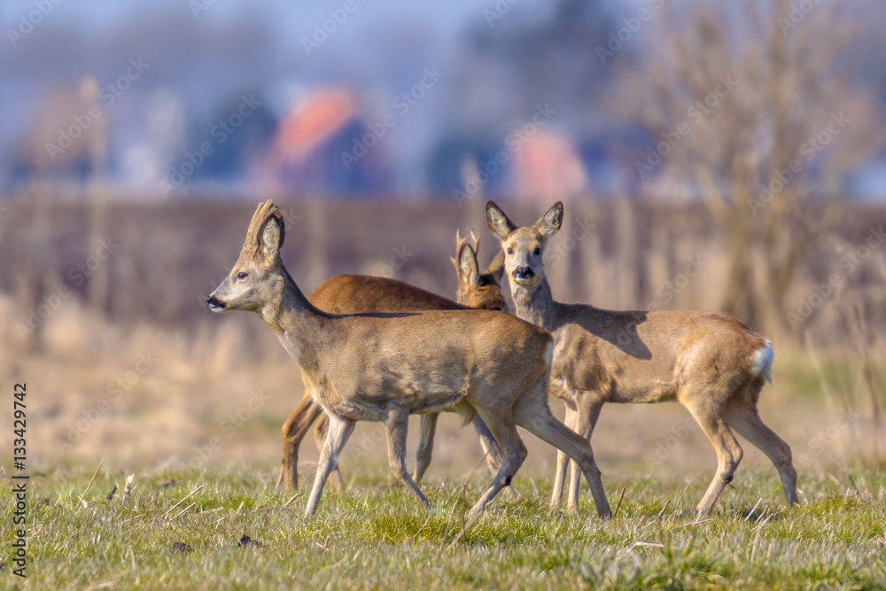 Urbanized group Roe deer Urbanized group Roe deer