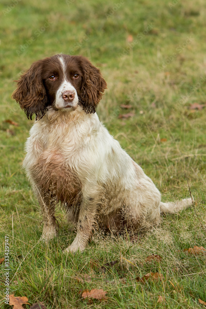 Working Springer Spaniel