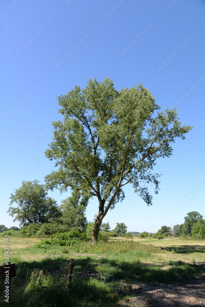 Obraz premium Landschaft im Loiretal