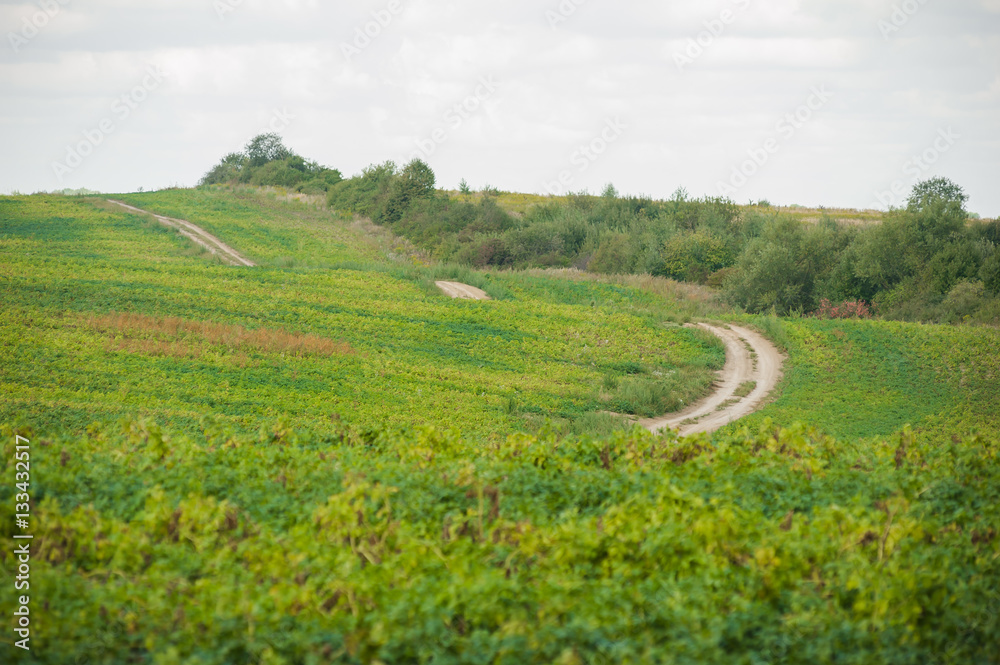 Fototapeta premium Road through the field