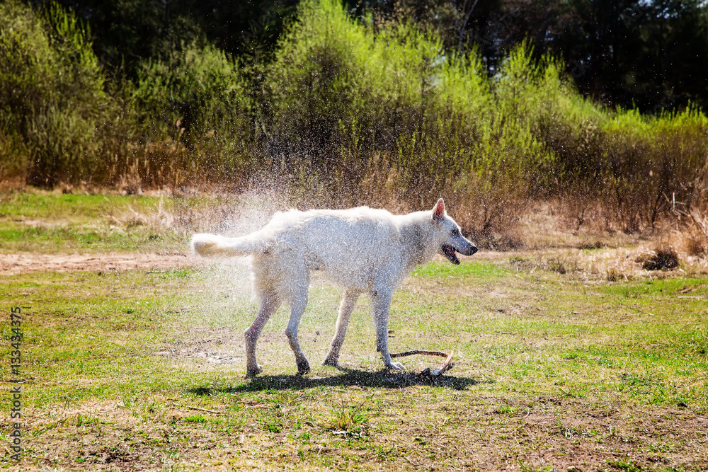 White Swiss shepherd dog is shaking off the water White Swiss shepherd dog is shaking off the water