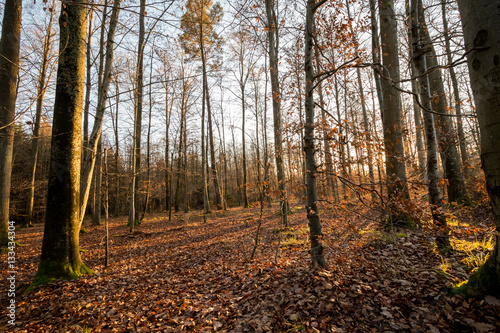 Trees in the park with sun on top at late hour in winter in Germ