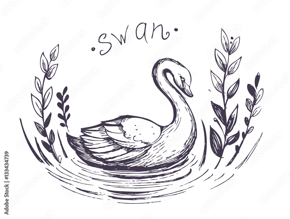 Obraz premium Swan