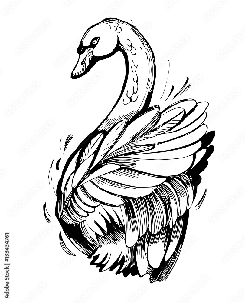 Fototapeta premium Swan