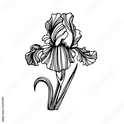 Fototapeta Naklejka Na Ścianę i Meble -  flower, iris, nature, floral, plant, vector, summer