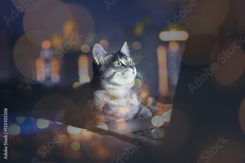 Fototapeta Naklejka Na Ścianę i Meble -  Cute cat with laptop on couch at home and night cityscape reflection on window