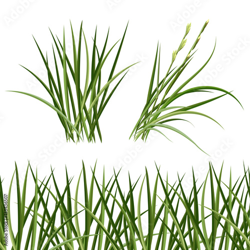Green grass, horizontal seamless pattern. The Bush grass.Vector illustration.
