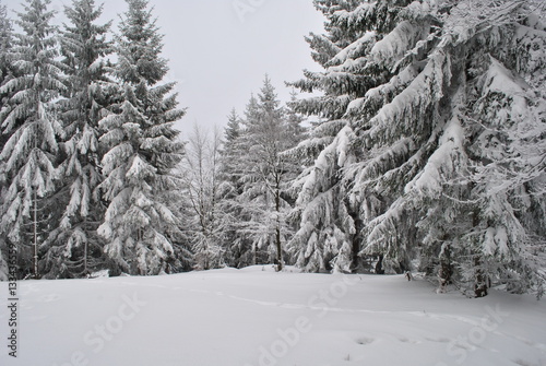 Zimowy las świerkowy
