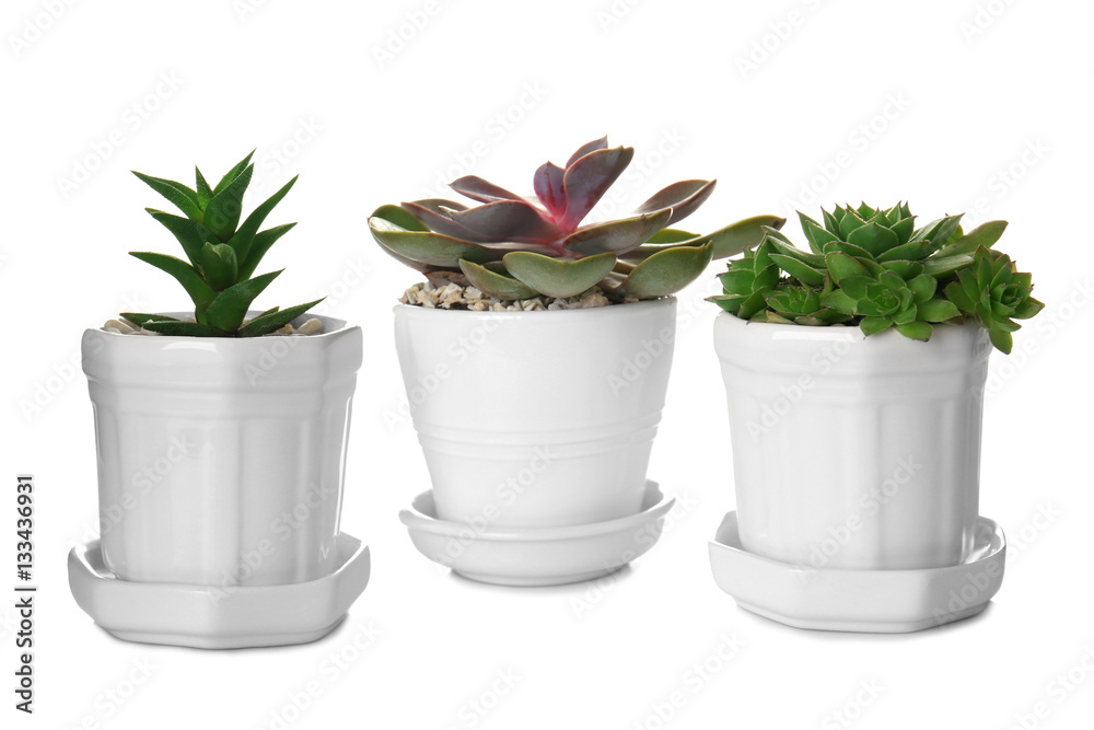 Houseplants in a row isolated on white