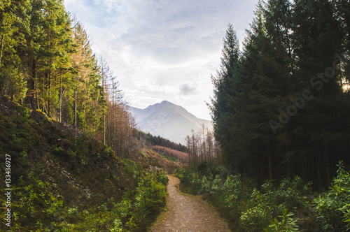 Glen Coe Woods