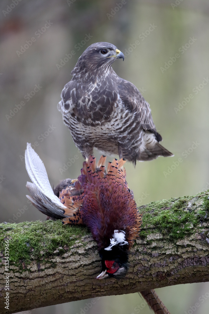 Obraz premium Common buzzard, Buteo buteo