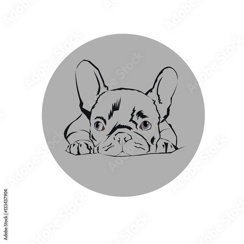 dog, vector, breed, cute, pet, animal, bulldog