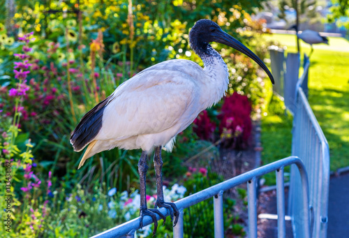 Photography Australian white ibis in the Royal Botanic Garden of Sydney, Australia