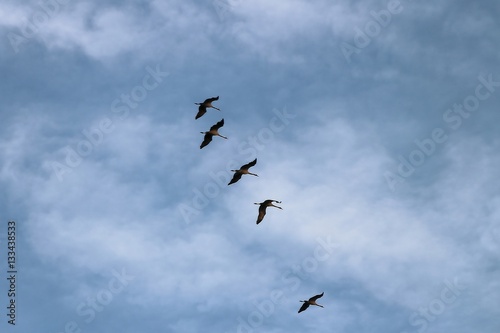 5 grues dans le ciel Landais