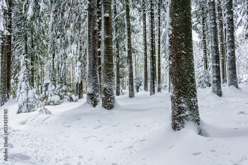 Winter in the Forest