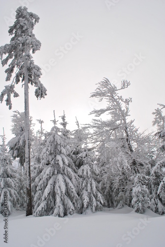 Świerkowy las pod śniegiem