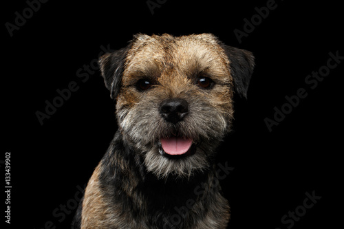 Close-up portrait of border terrier dog with kind eyes and happy face isolated on black background, front view photo