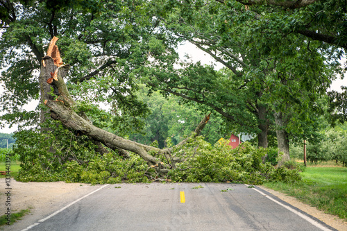 Tree fallen across a road