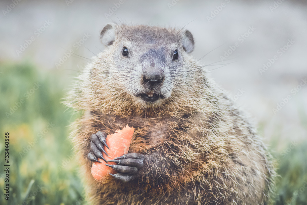 Fototapeta premium Young Groundhog (Marmota Marmox) holding carrot mouth open slightly