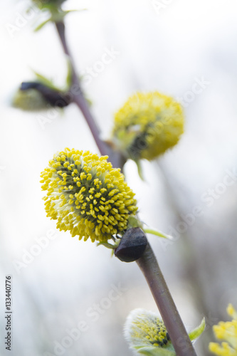 blooming bud plant