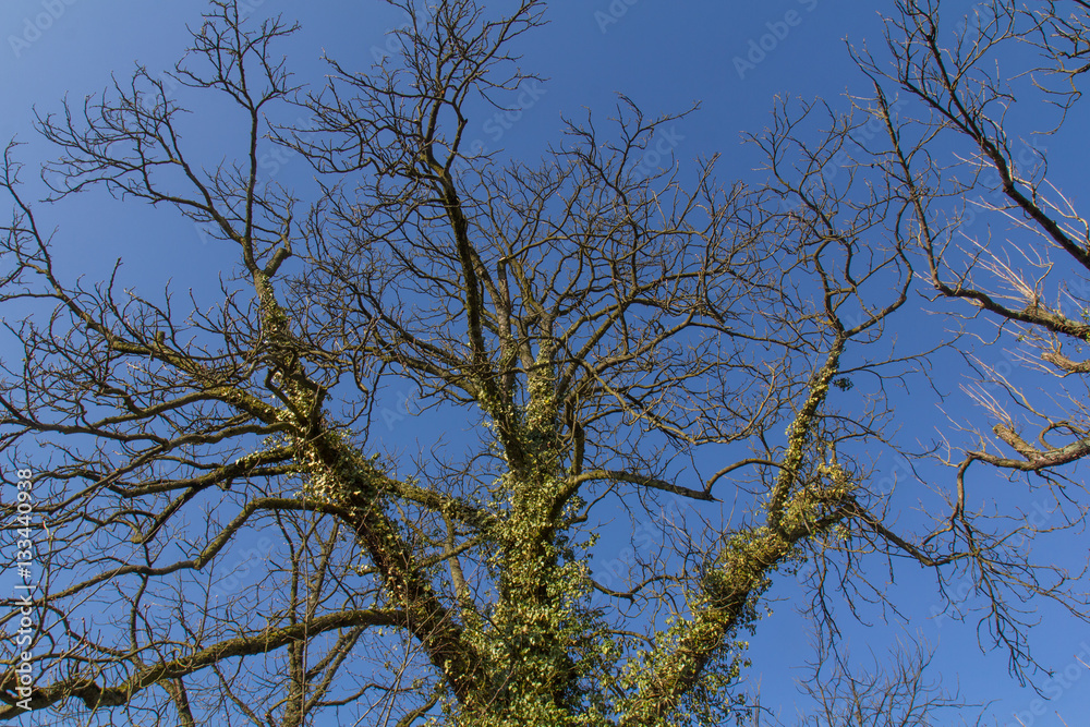 branches of a tree branches of a tree