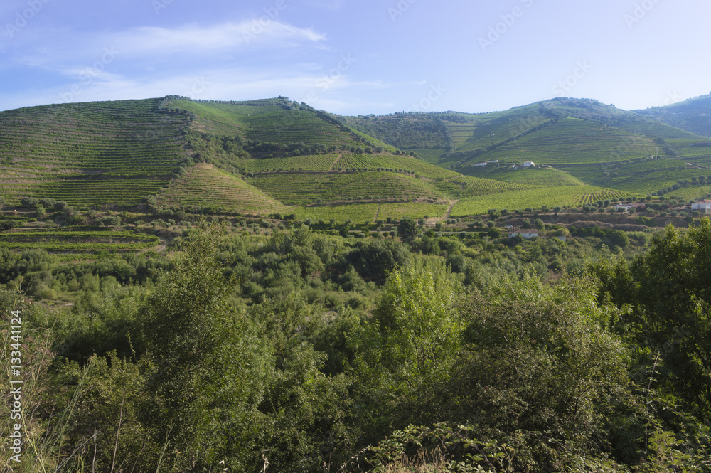 Countryside landscape and vineyards during summer season in rural Portugal