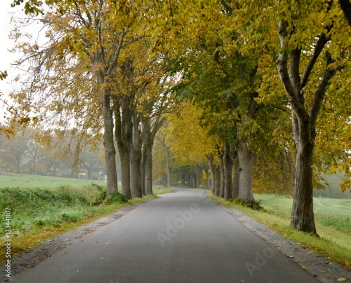 Herbstliche Allee mit Straße auf Rügen © Clarini