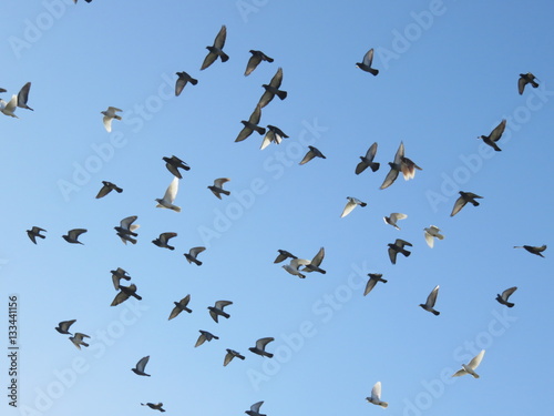Pigeons en vol