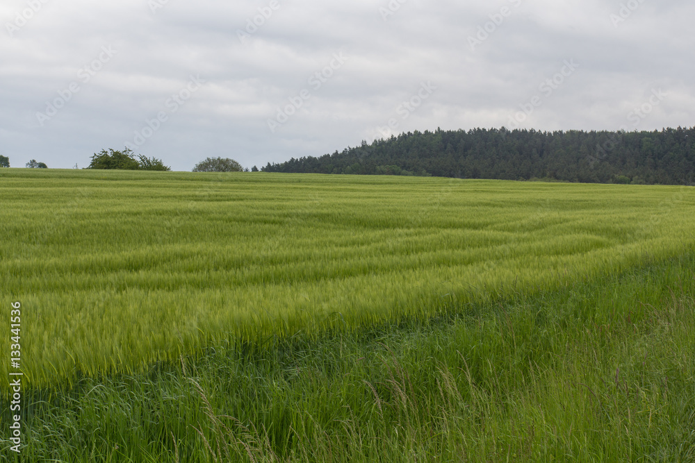 Fototapeta premium spring in bavaria