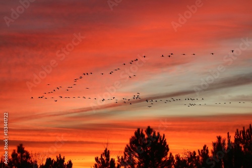 vols de grues au soleil couchant  - Arjuzanx- Landes photo