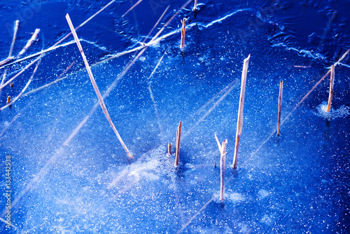 Yellow straws of sea grass ...