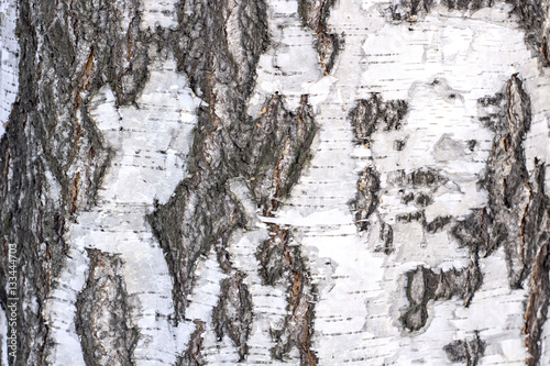 Texture of Birch Bark