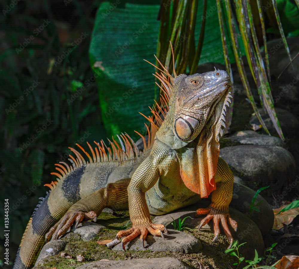 Fototapeta premium Dragon