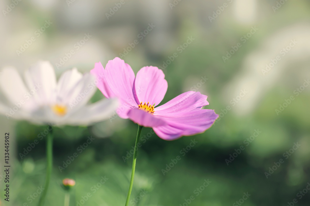 Beautiful pink flowers in the garden. Landscape Beautiful pink flowers in the garden. Landscape
