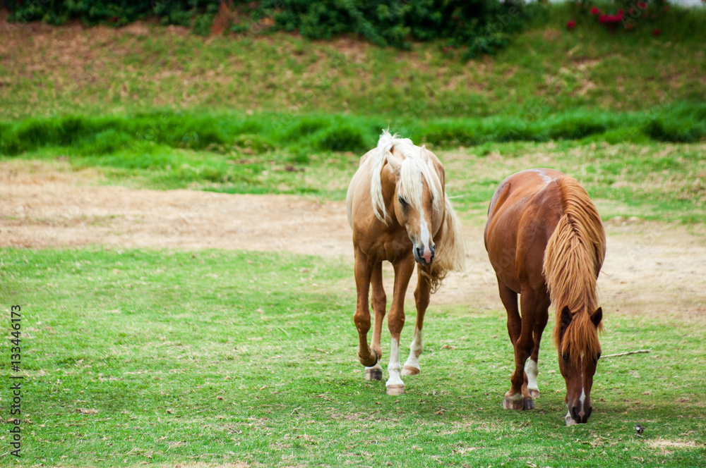 Fototapeta premium White horse alone in a field