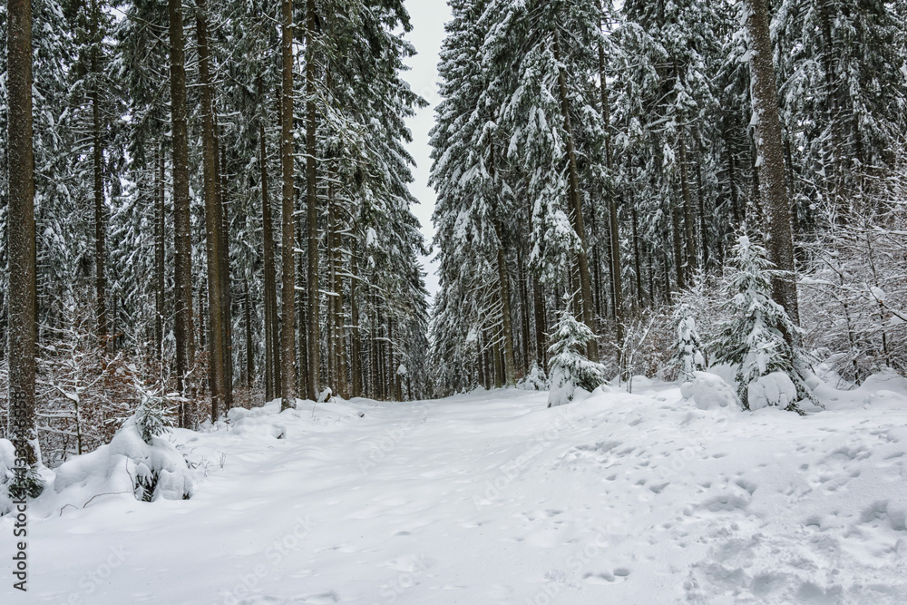 Winter in the National Park Harz Winter in the National Park Harz