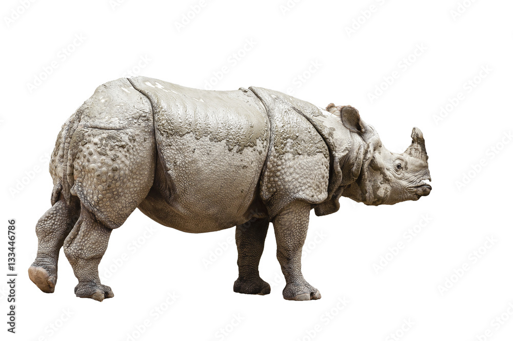 Fototapeta premium Indian rhinoceros (Rhinoceros unicornis)- isolated