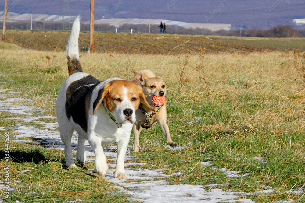 Spielende Hunde auf dem Feld