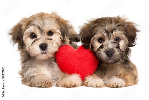 Fototapeta Naklejka Na Ścianę i Meble -  Two lover Valentine Havanese puppies lie together with a red hea