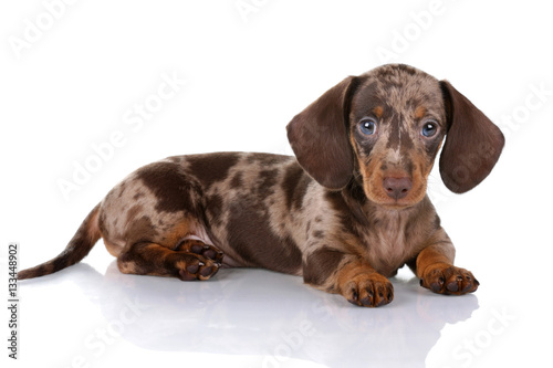 Little Dachshund puppy on a white background