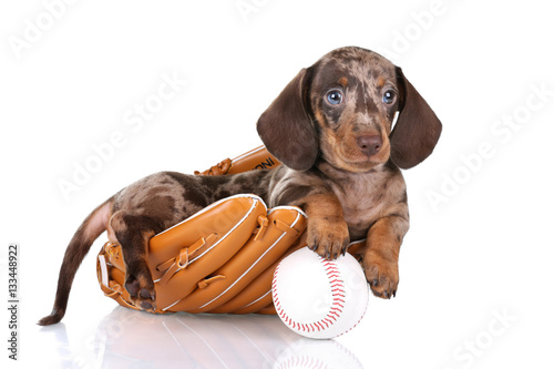 Photography Little Dachshund puppy sitting in a baseball glove on a white background