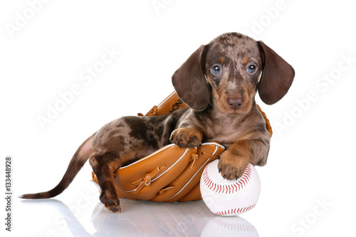 Little Dachshund puppy sitting in a baseball glove on a white background