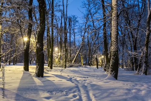 winter snowbound night park scene