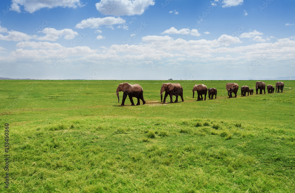 Obraz premium Herd of elephants walking at the African pasture