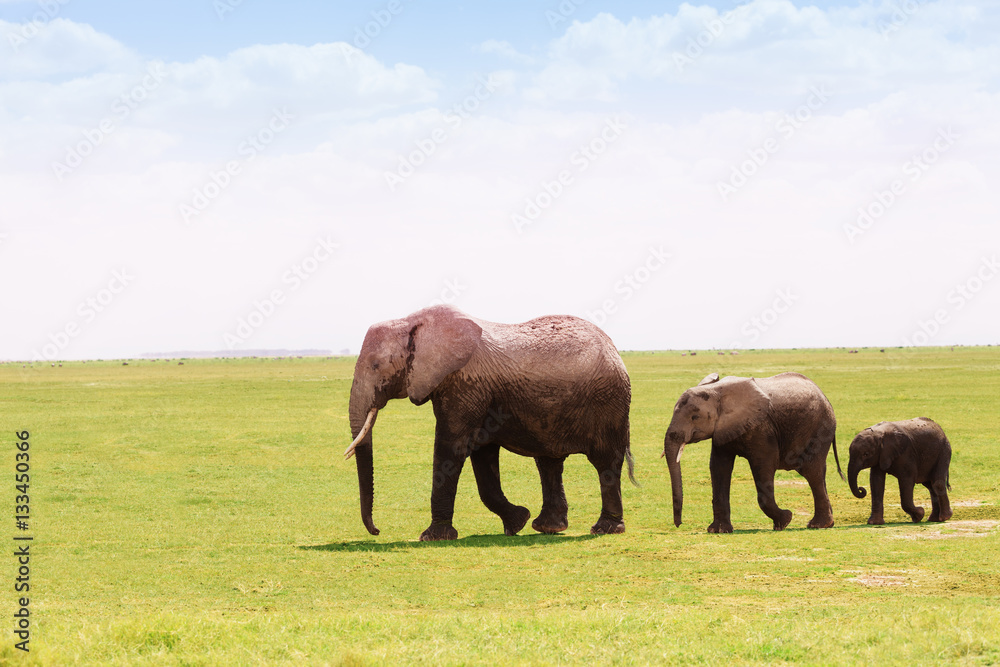 Three African elephants moving according to height Three African elephants moving according to height