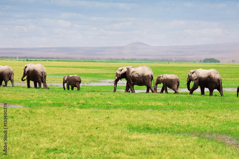 African elephants move in a line at swamplands