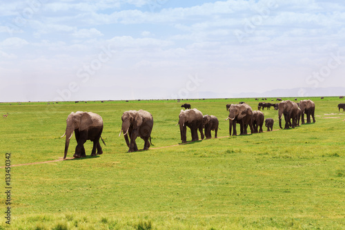 Family of elephants moving in line towards swamps